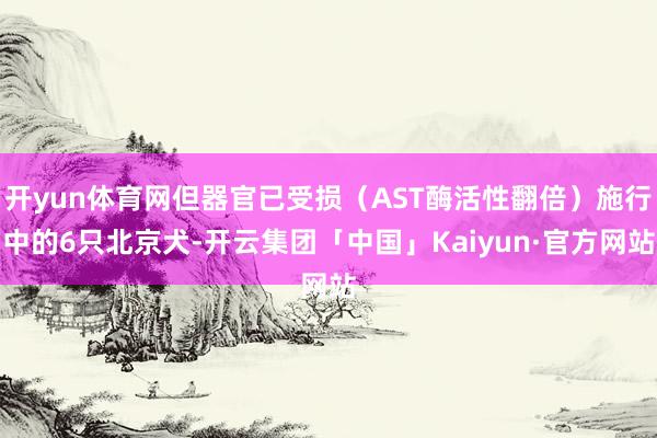 开yun体育网但器官已受损（AST酶活性翻倍）施行中的6只北京犬-开云集团「中国」Kaiyun·官方网站